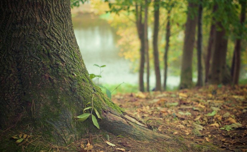 Piękny i {estetyczny zieleniec to nie lada wyzwanie, przede wszystkim jak jego pielęgnacją zajmujemy się sami.